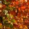 Couleurs d'Automne